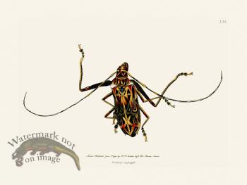 134 Cerambyx Long-Legged